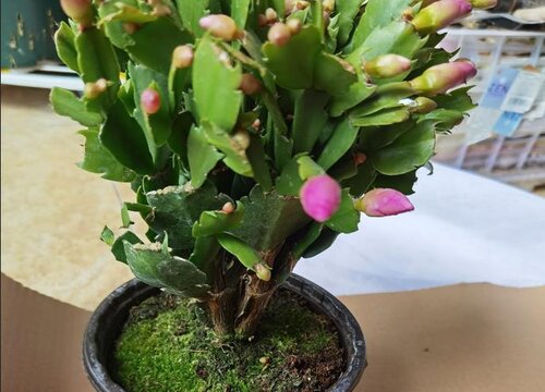 为什么蟹爪兰的根会烂掉