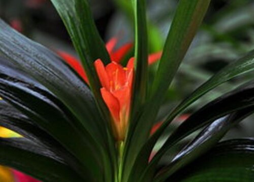 君子兰花什么季节开花