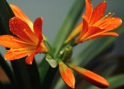 君子兰花什么季节开花