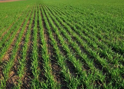 鑫麦296小麦品种简介