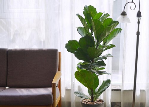琴叶榕能放在卧室吗