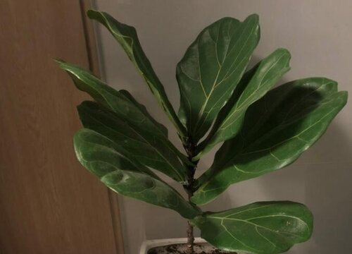 琴叶榕能放在卧室吗