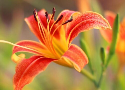 忘忧草的别名叫什么