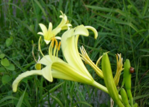 忘忧草的别名叫什么