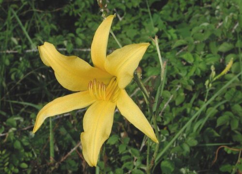 忘忧草的别名叫什么