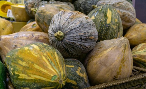 南瓜的种类名称和图片