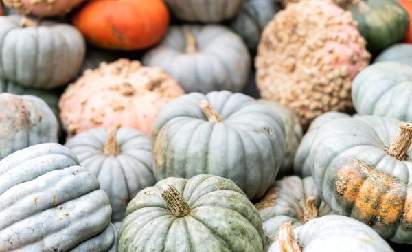 南瓜的种类名称和图片