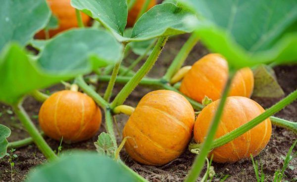 南瓜的种类名称和图片