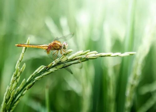 稻子什么时候成熟