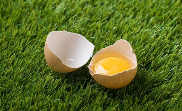 怎样判断鸡蛋能不能孵出小鸡图片