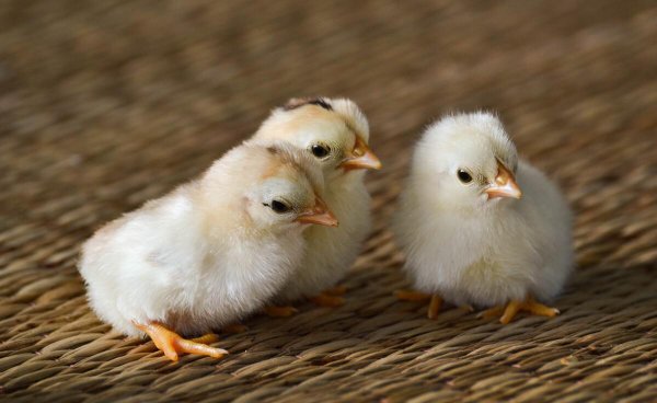 怎样判断鸡蛋能不能孵出小鸡图片