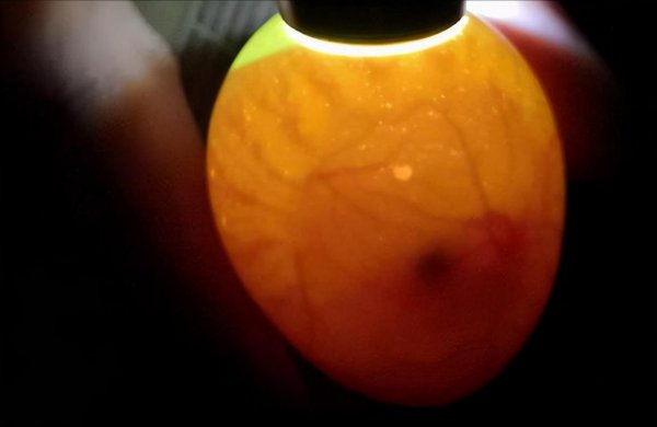 怎样判断鸡蛋能不能孵出小鸡图片