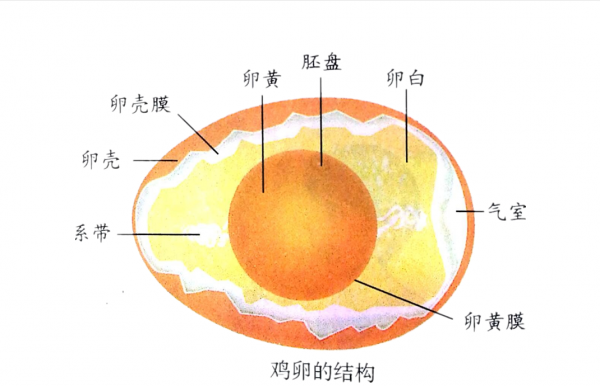 怎样判断鸡蛋能不能孵出小鸡图片