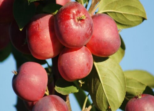 沙果什么时候成熟