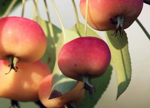 沙果什么时候成熟