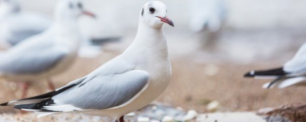 野鸽子和斑鸠的区别是什么