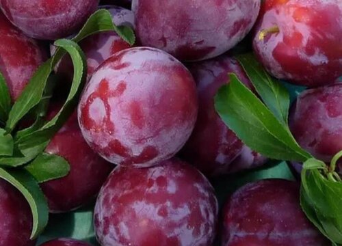 红布朗是什么水果