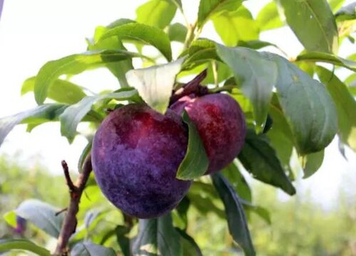 红布朗是什么水果