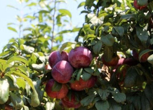 红布朗是什么水果