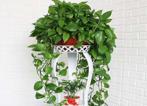 属鸡养什么植物旺财运