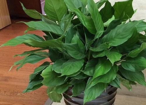 属鸡养什么植物旺财运