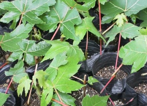 枫树扦插时间和方法