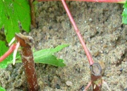 枫树扦插时间和方法