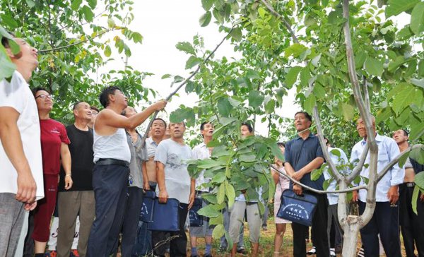 果树里面的钻心虫怎么治