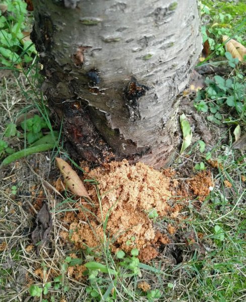 果树里面的钻心虫怎么治