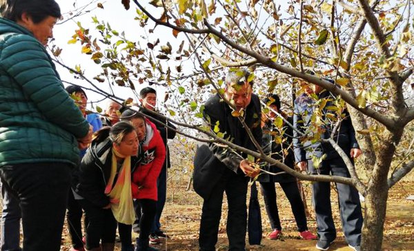 果树里面的钻心虫怎么治