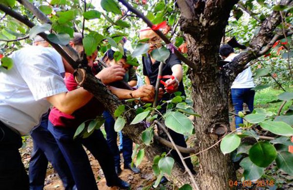 果树里面的钻心虫怎么治