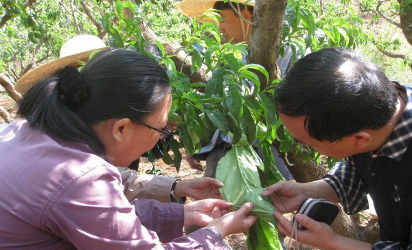 果树里面的钻心虫怎么治