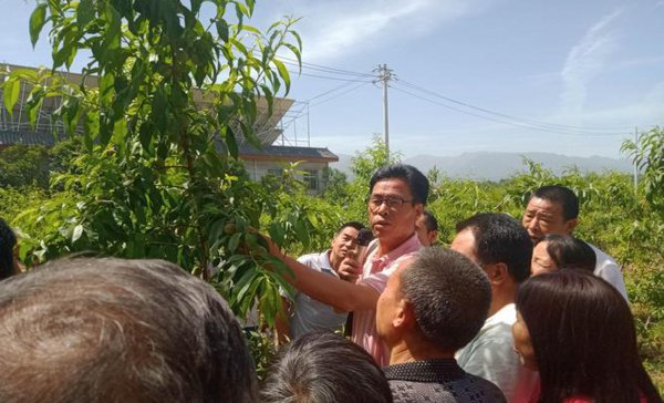 果树里面的钻心虫怎么治