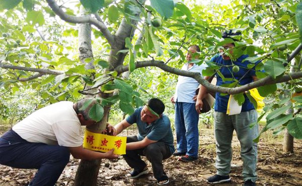 果树里面的钻心虫怎么治