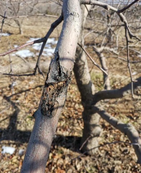 果树里面的钻心虫怎么治