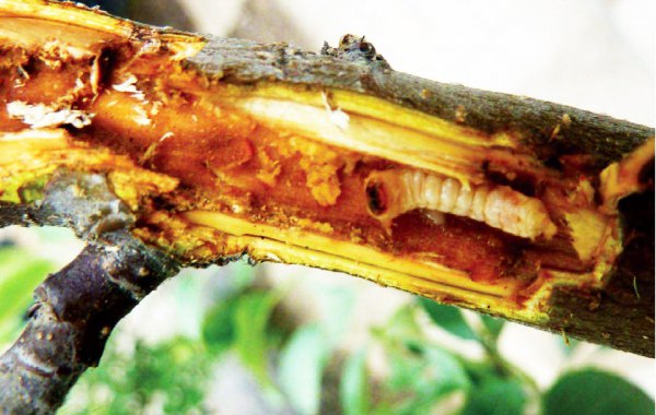 果树里面的钻心虫怎么治