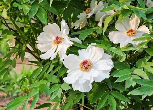 白芍花怎么分盆