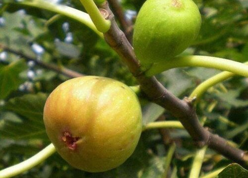 无花果黄叶是什么原因