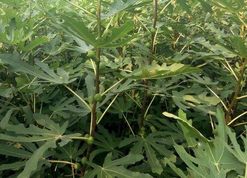 无花果黄叶是什么原因