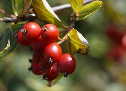 山西晋城盛产什么水果有名