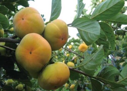 山西晋城盛产什么水果有名