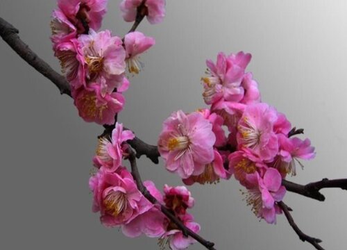 干枝梅的养殖方法和注意事项
