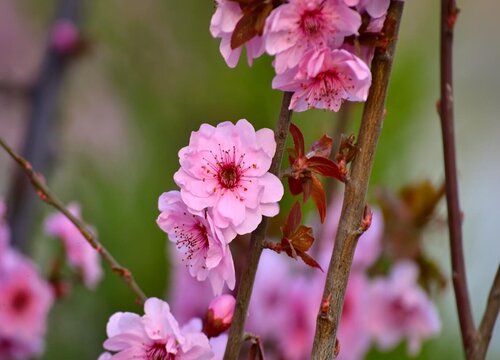 干枝梅的养殖方法和注意事项