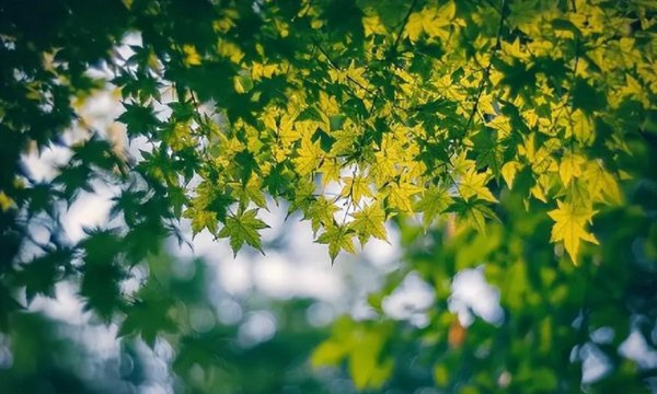 夏天最高气温多少度