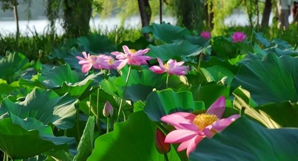 夏天最高气温多少度