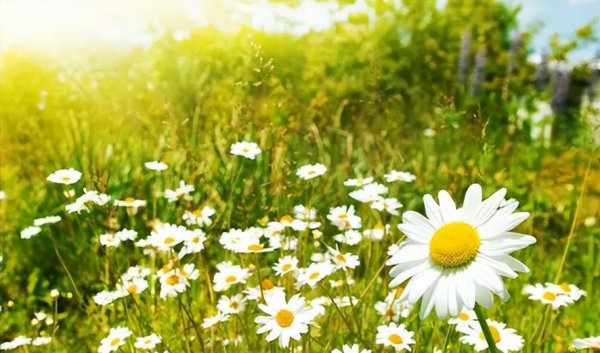 夏天最高气温多少度