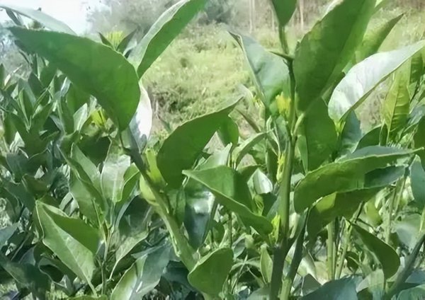 怎么施肥让沙糖桔膨果快