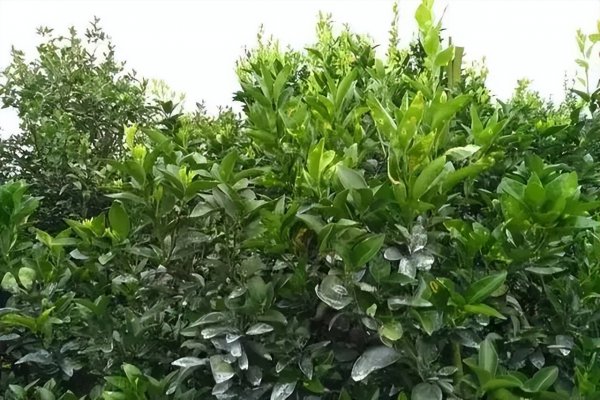 怎么施肥让沙糖桔膨果快