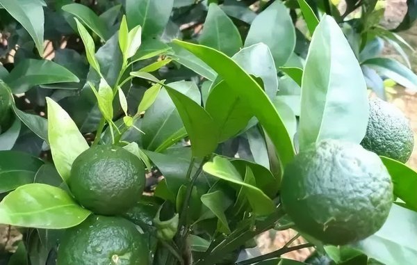 怎么施肥让沙糖桔膨果快