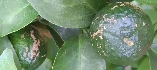 怎么施肥让沙糖桔膨果快